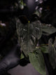 Anthurium #Asmodeus - #TwinPhoenix x (pap x dress)