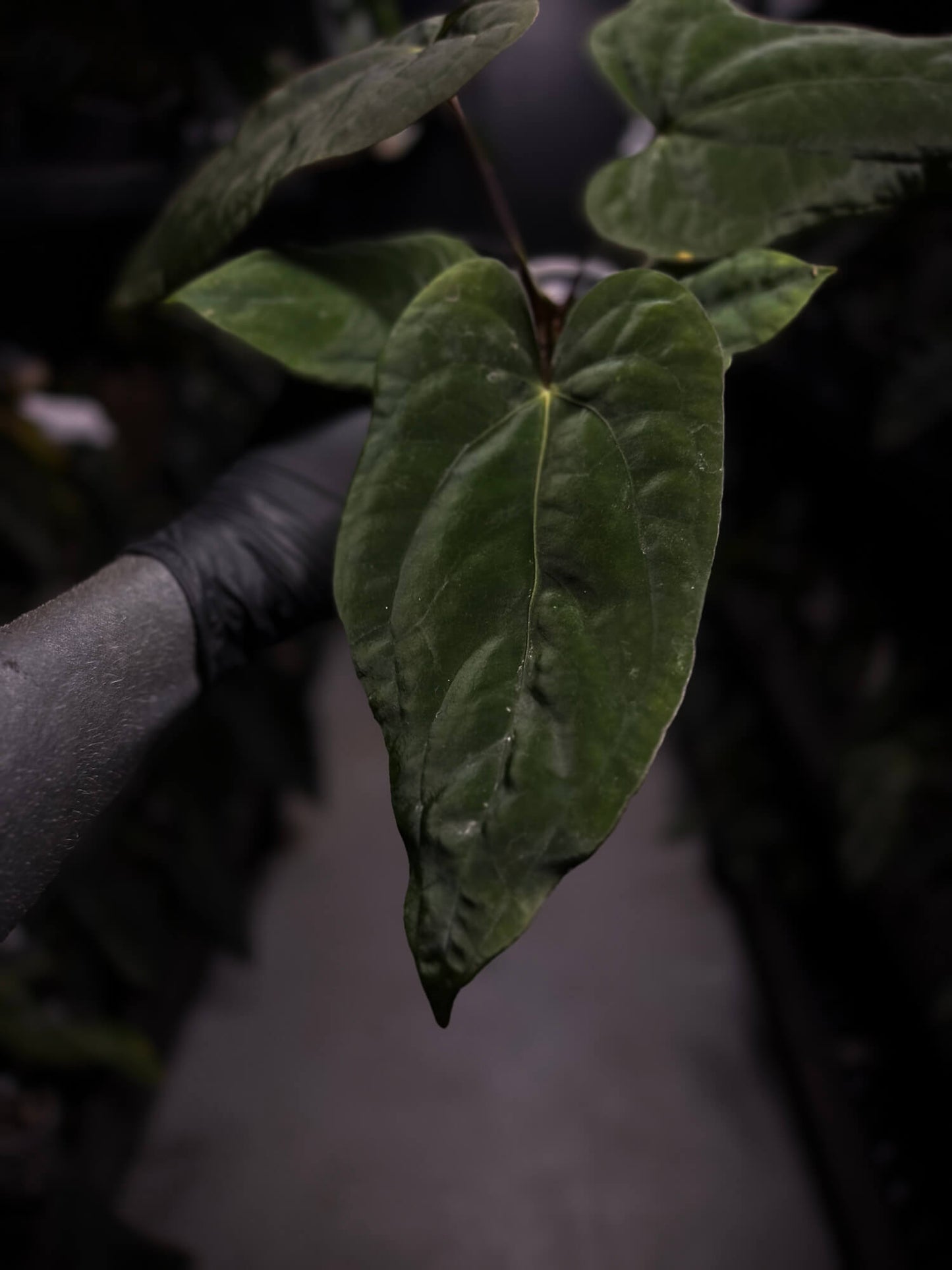 Anthurium (papillilaminum x dressleri) 'JS' x 'Eastern dressleri'