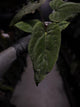 Anthurium (papillilaminum x dressleri) 'JS' x 'Eastern dressleri'