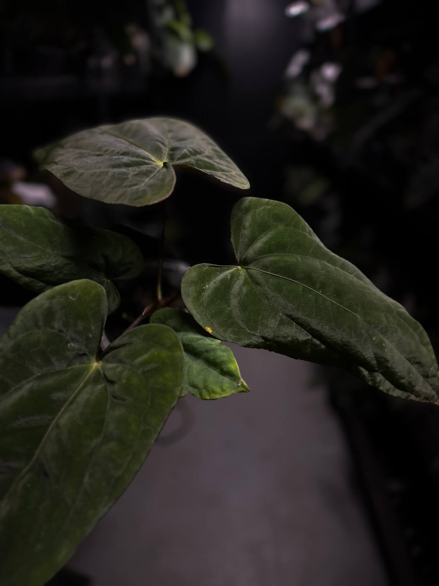 Anthurium (papillilaminum x dressleri) 'JS' x 'Eastern dressleri'