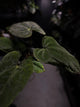 Anthurium (papillilaminum x dressleri) 'JS' x 'Eastern dressleri'