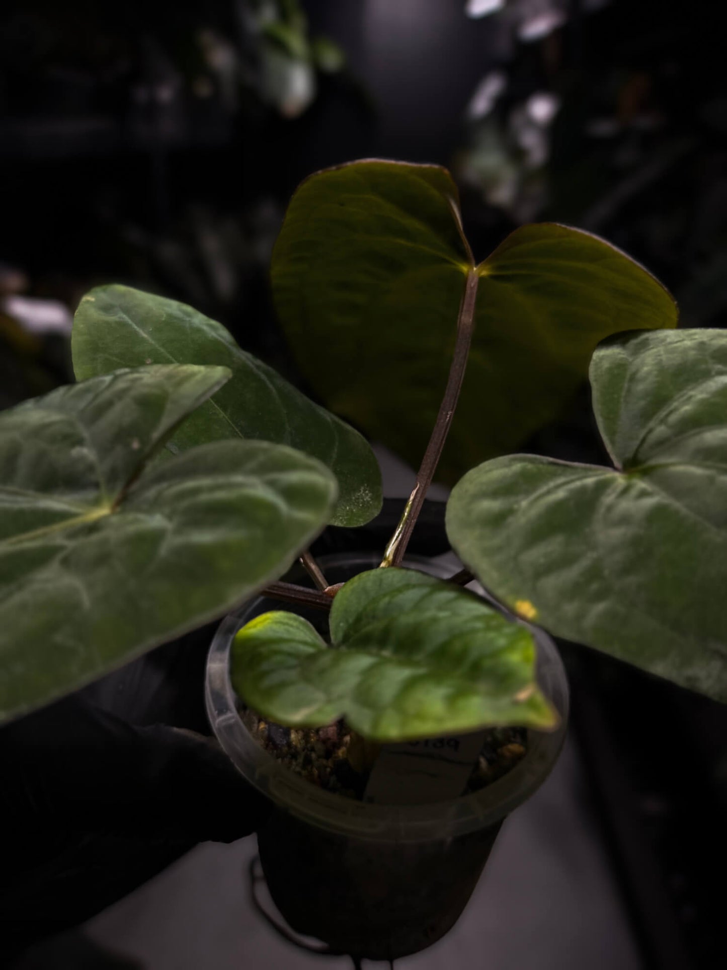 Anthurium (papillilaminum x dressleri) 'JS' x 'Eastern dressleri'