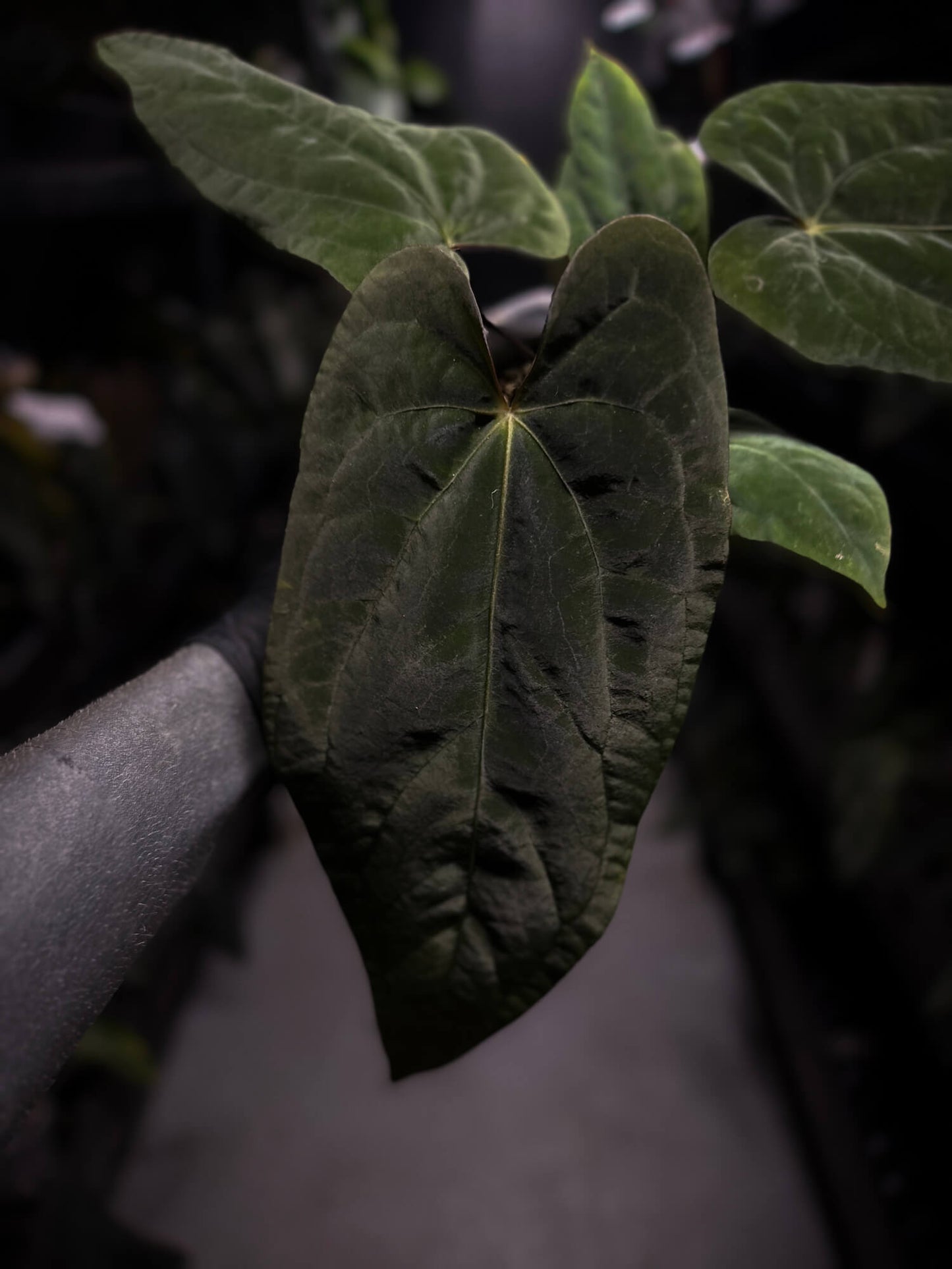 Anthurium (papillilaminum x dressleri) 'JS' x 'Eastern dressleri'