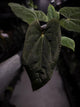 Anthurium (papillilaminum x dressleri) 'JS' x 'Eastern dressleri'