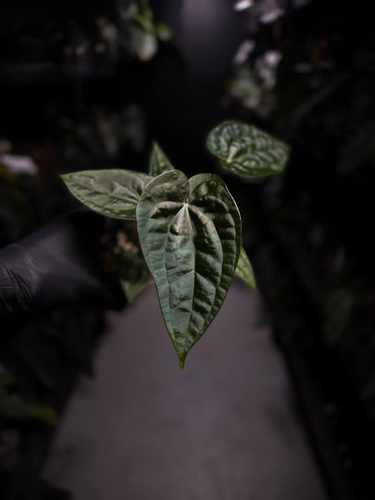 Anthurium luxurians hybrid