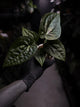Anthurium luxurians hybrid