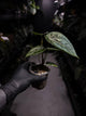Anthurium luxurians hybrid