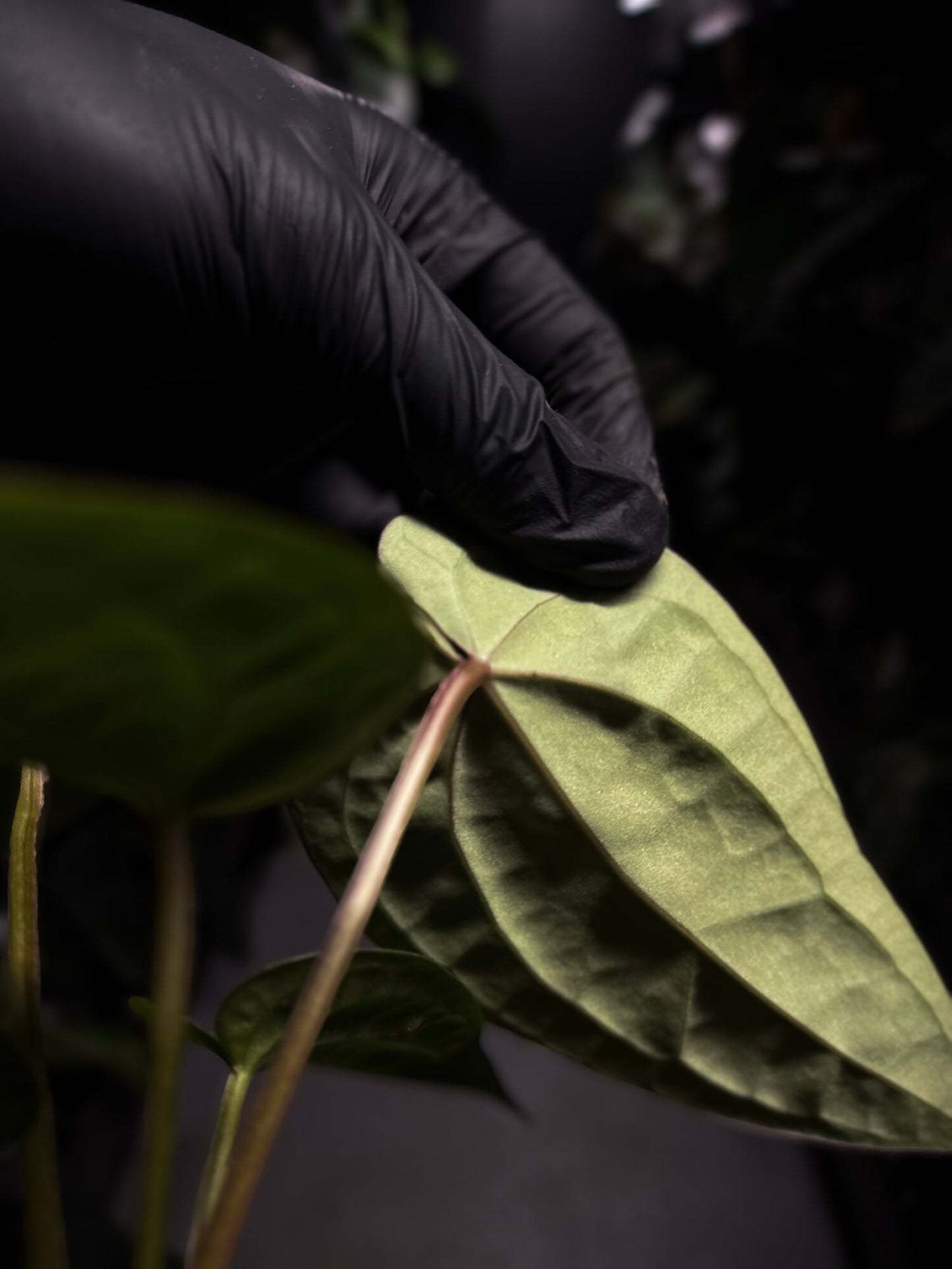 Anthurium luxurians hybrid