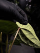 Anthurium luxurians hybrid