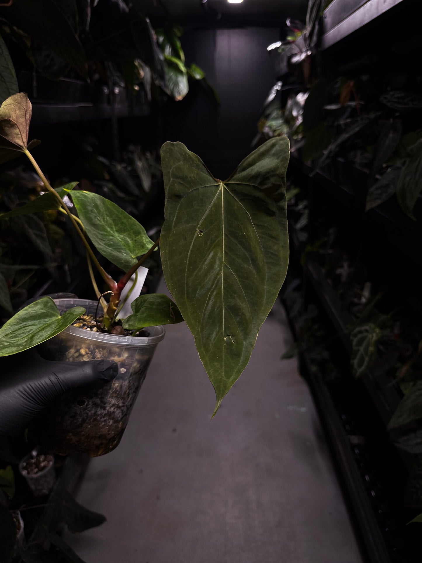 Anthurium papillilaminum 'Red' x self