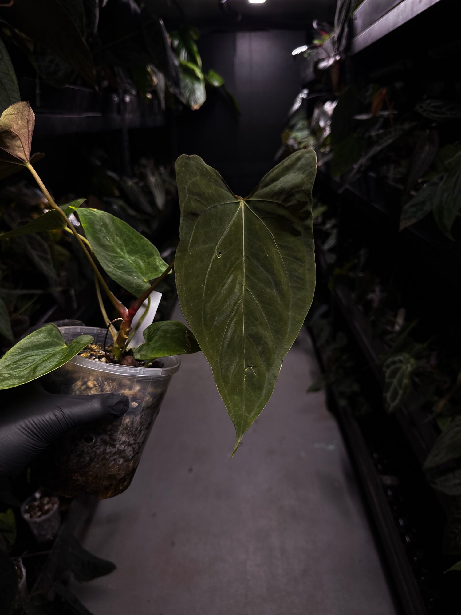 Anthurium papillilaminum 'Red' x self
