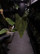 Anthurium papillilaminum 'Red' x self