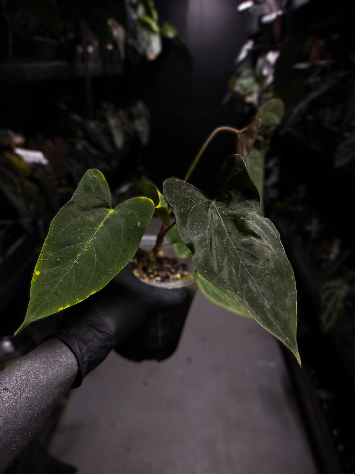 Anthurium papillilaminum 'Red' x self