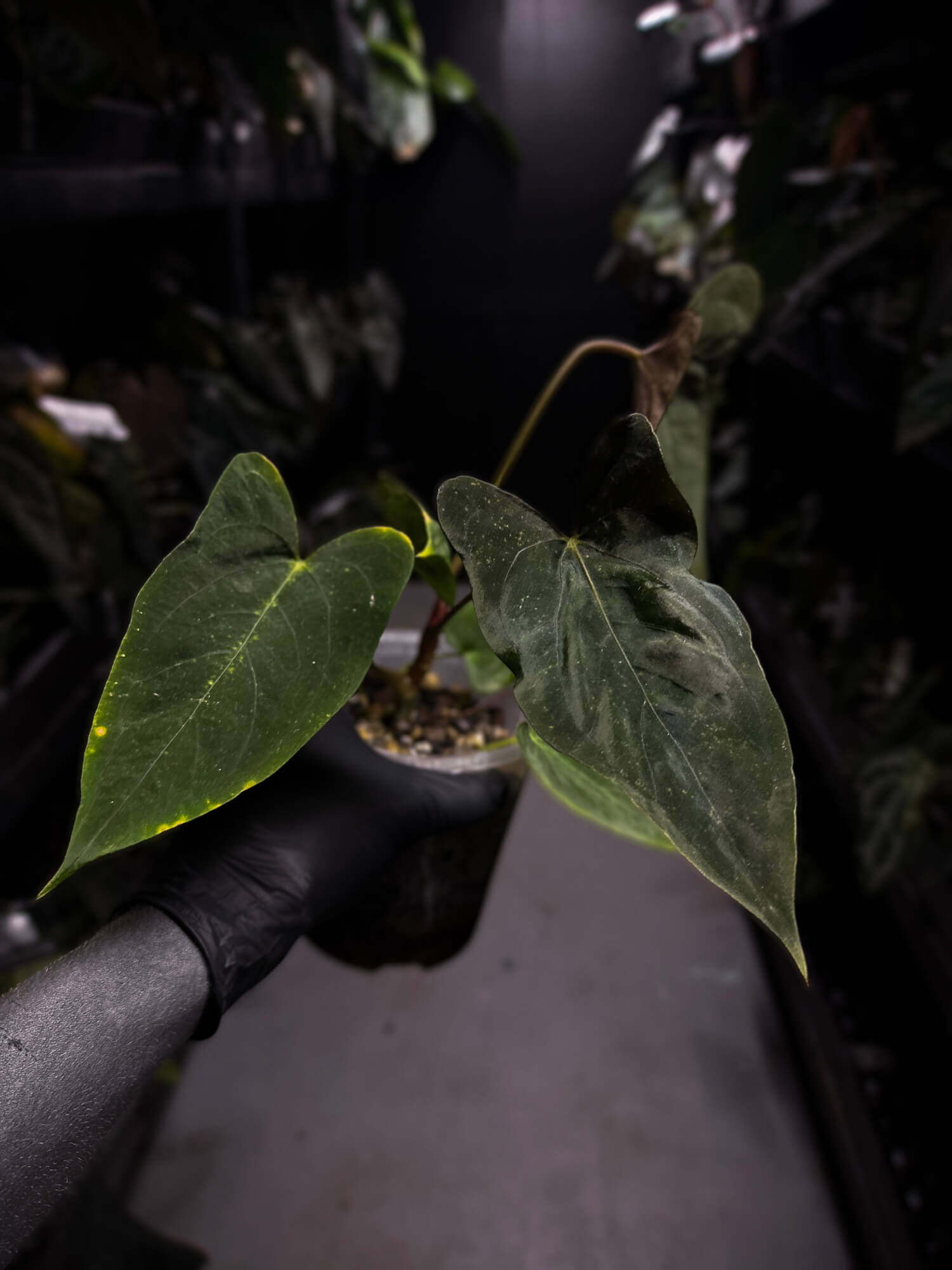 Anthurium papillilaminum 'Red' x self