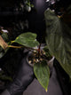 Anthurium papillilaminum 'Red' x self