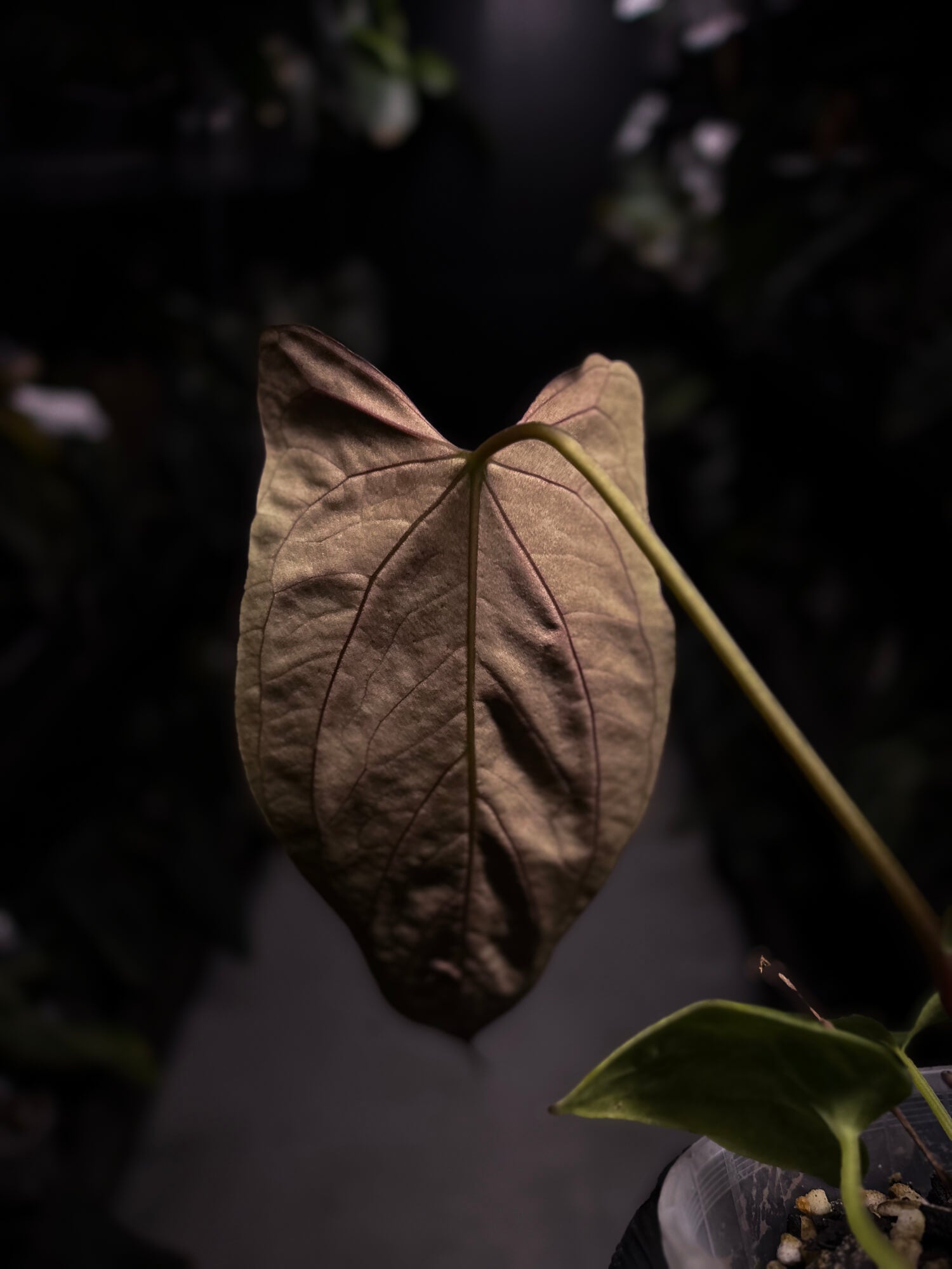 Anthurium papillilaminum 'Red' x self