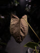 Anthurium papillilaminum 'Red' x self