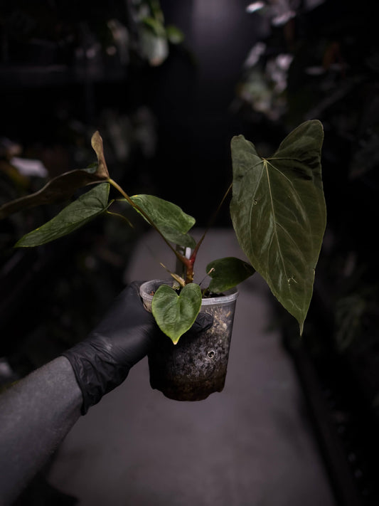 Anthurium papillilaminum 'Red' x self