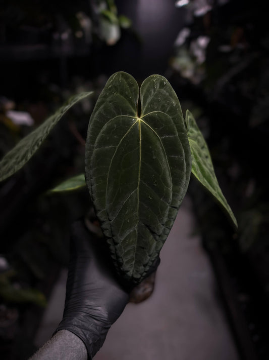 Anthurium papillilaminum 'RA6' x 'RVDP'
