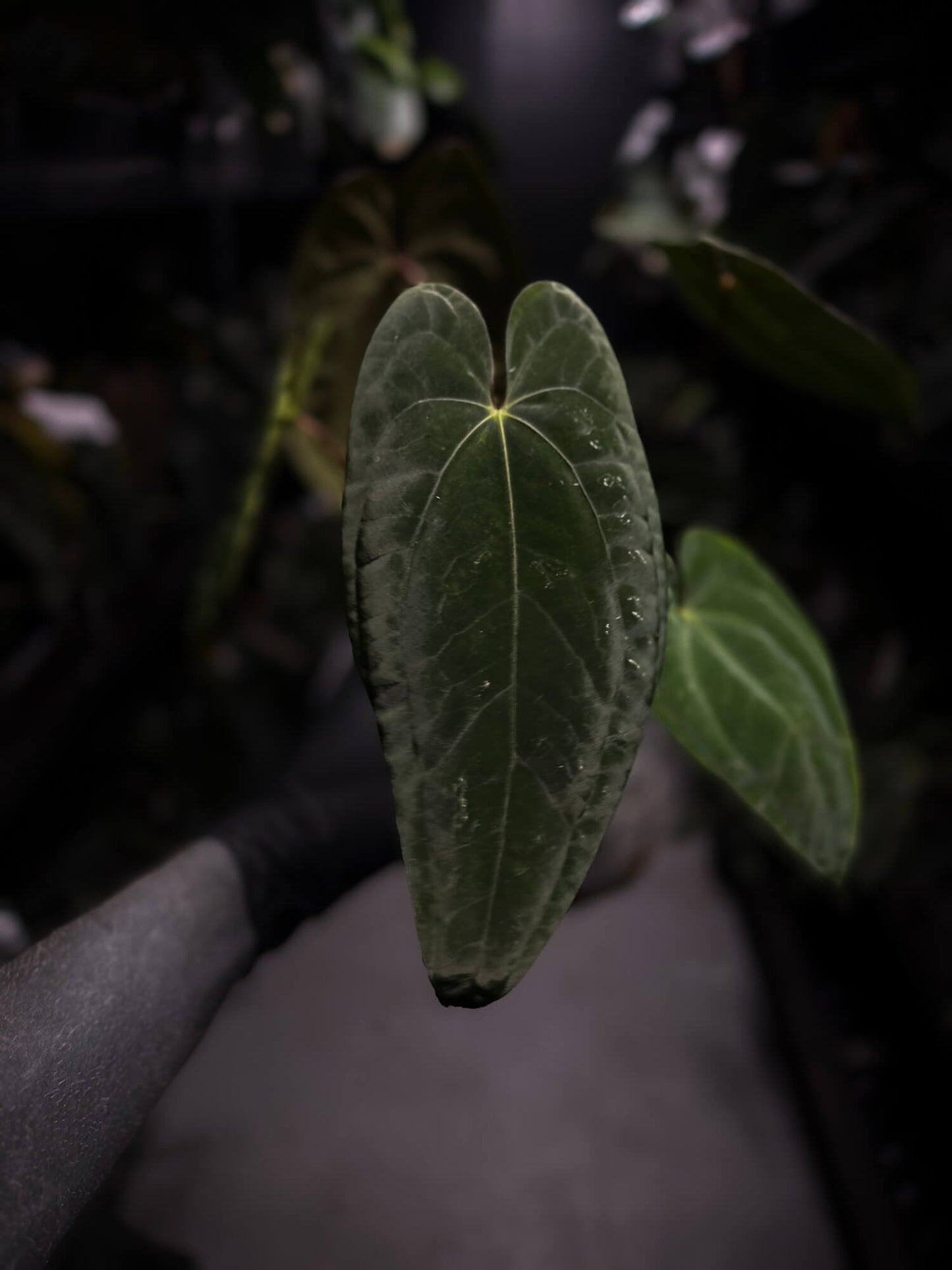 Anthurium papillilaminum 'RA6' x 'RVDP'