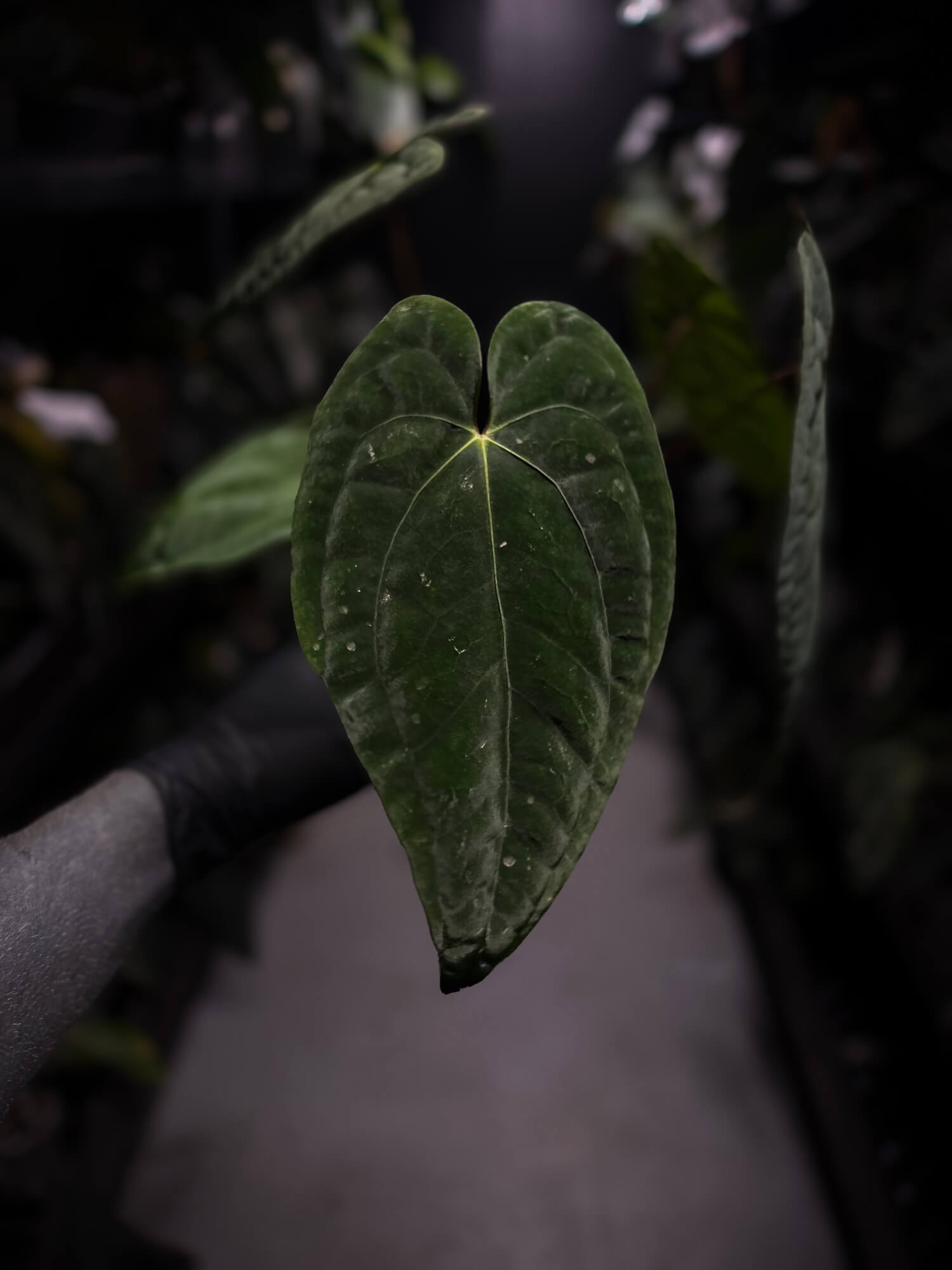 Anthurium papillilaminum 'RA6' x 'RVDP'