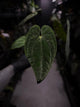 Anthurium papillilaminum 'RA6' x 'RVDP'
