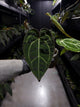 Anthurium besseae aff 'Red' x 'Heinz' s1