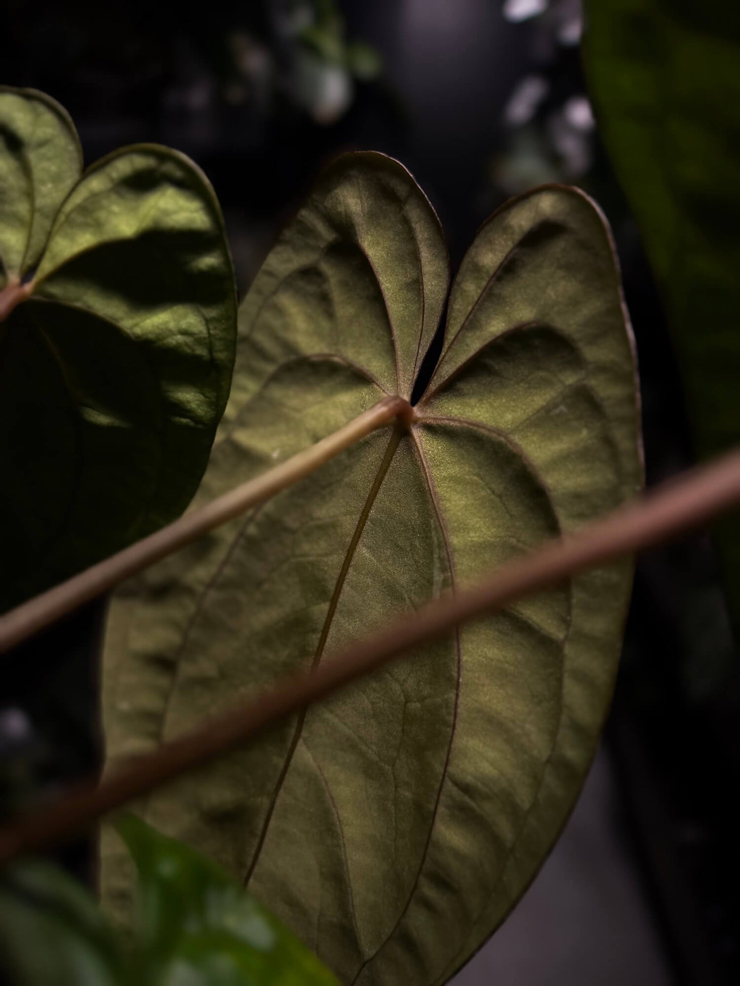 Anthurium papillilaminum 'RA6' x 'RVDP'