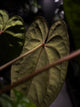 Anthurium papillilaminum 'RA6' x 'RVDP'