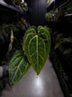 Anthurium besseae aff 'Red' x 'Heinz' s1