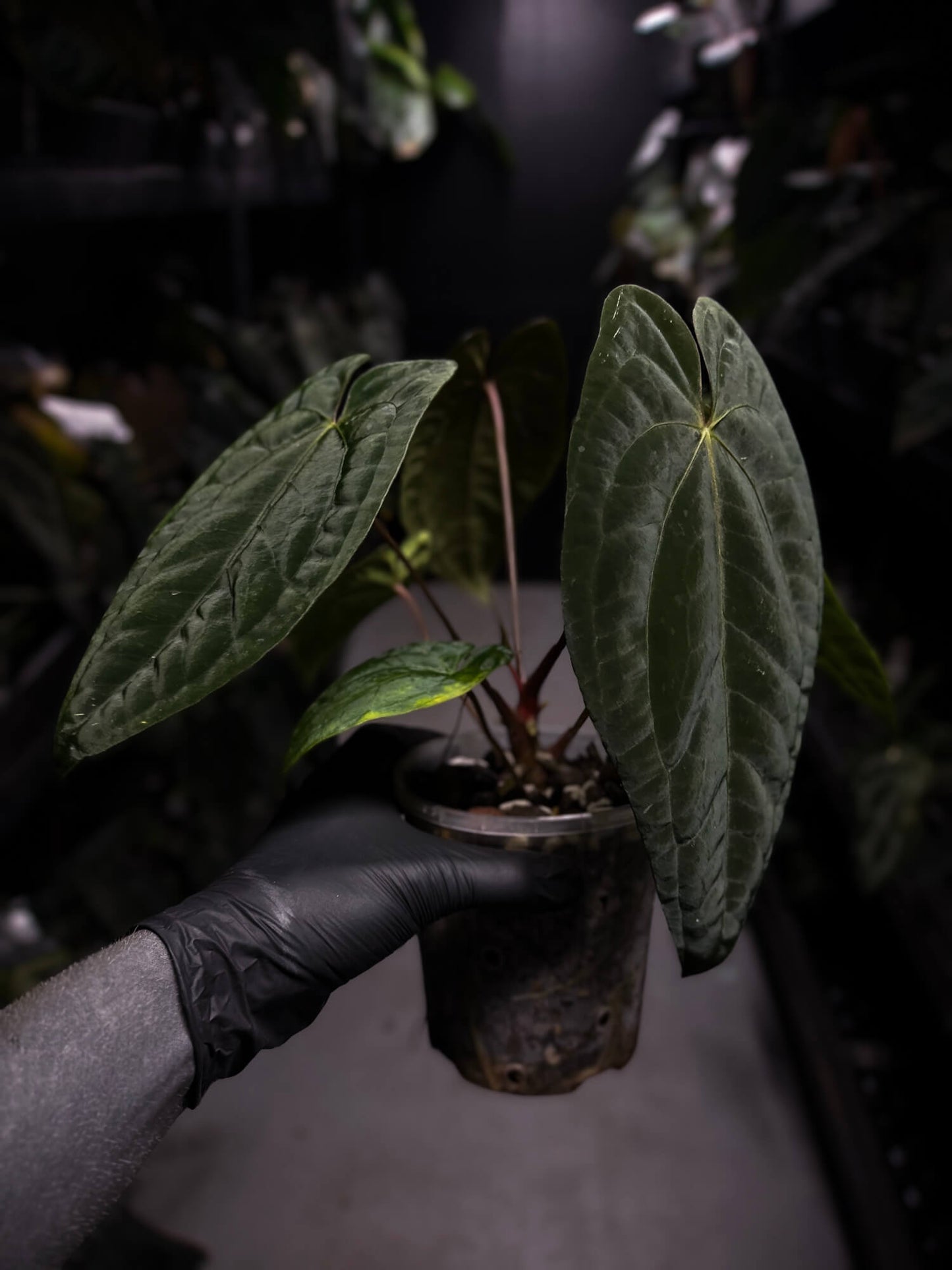 Anthurium papillilaminum 'RA6' x 'RVDP'