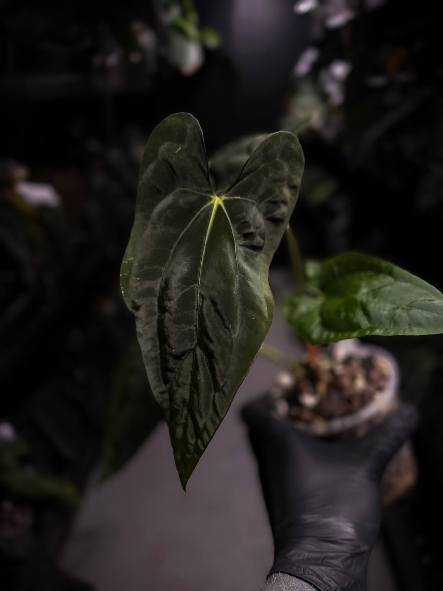 Anthurium papillilaminum 'MDB' x 'RA8'