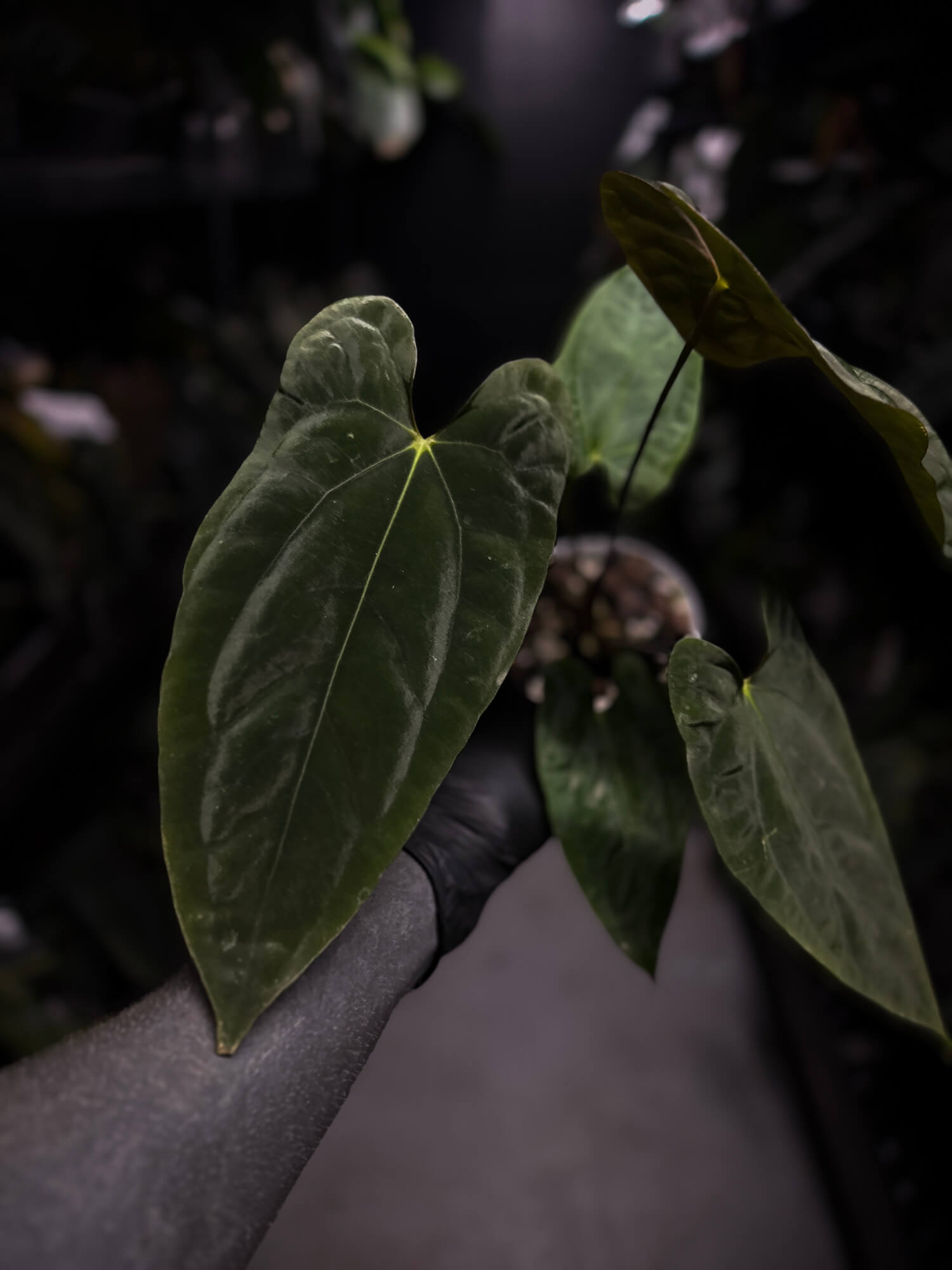 Anthurium papillilaminum 'MDB' x 'RA8'