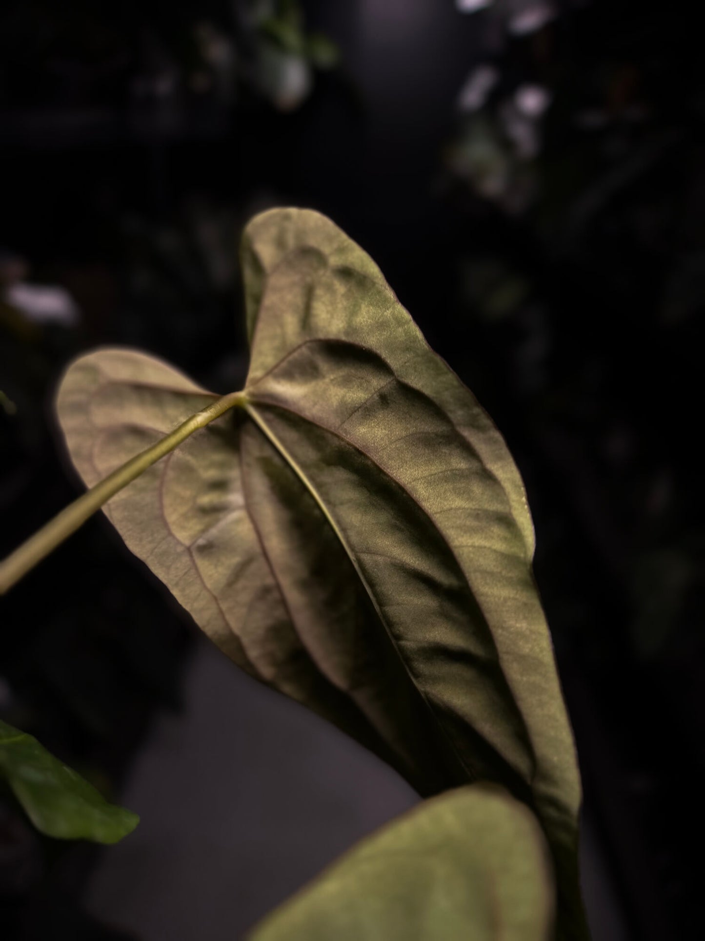 Anthurium papillilaminum 'MDB' x 'RA8'