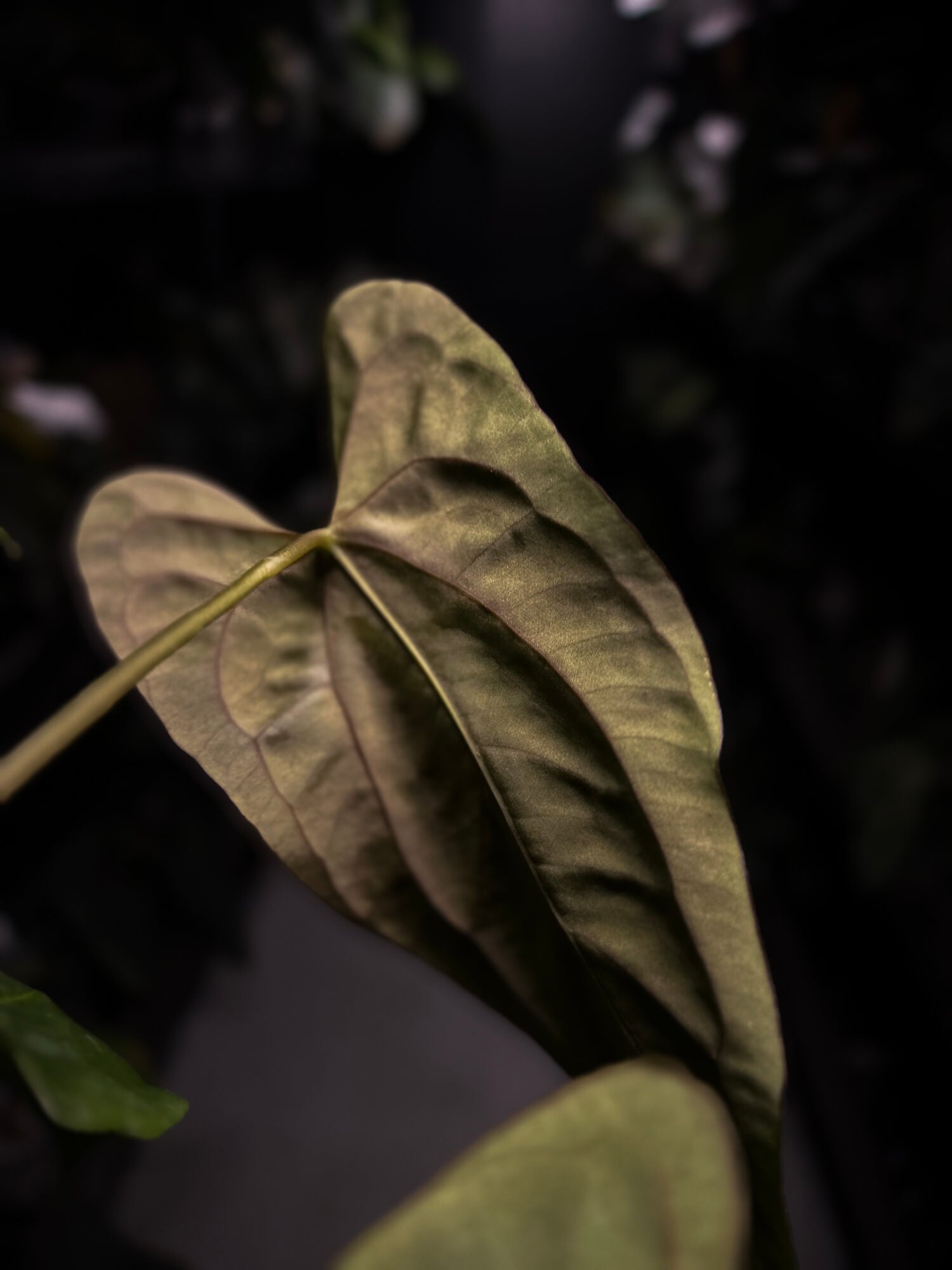 Anthurium papillilaminum 'MDB' x 'RA8'