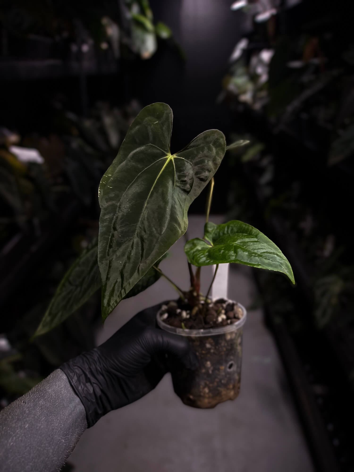 Anthurium papillilaminum 'MDB' x 'RA8'