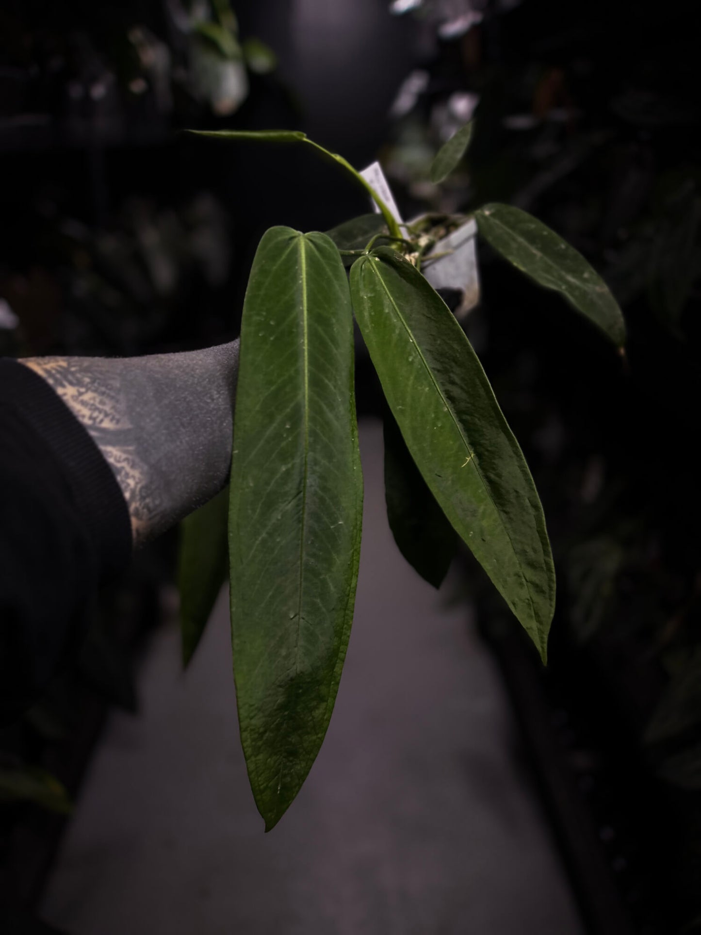 Anthurium pallidiflorum x panamense