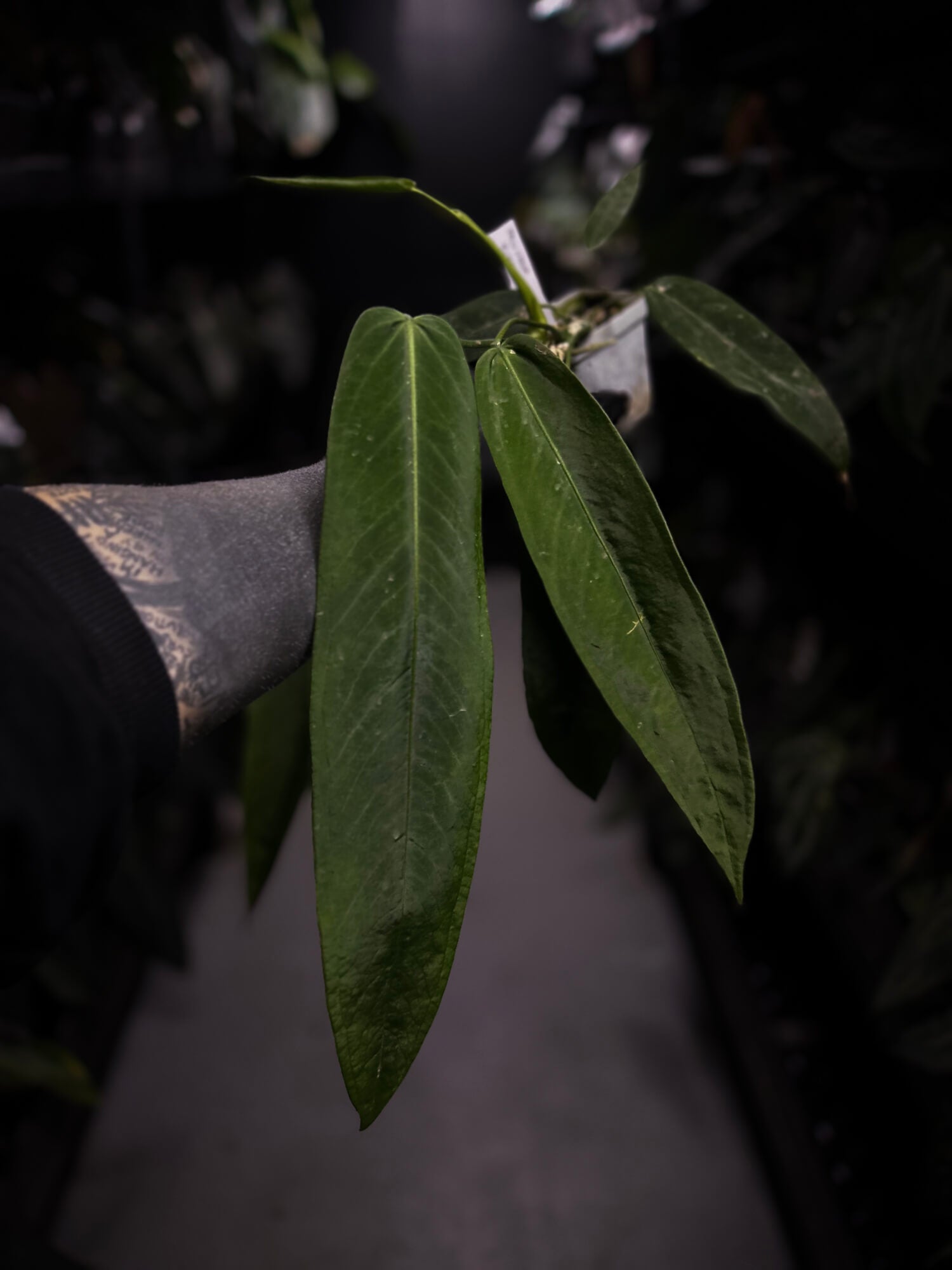 Anthurium pallidiflorum x panamense