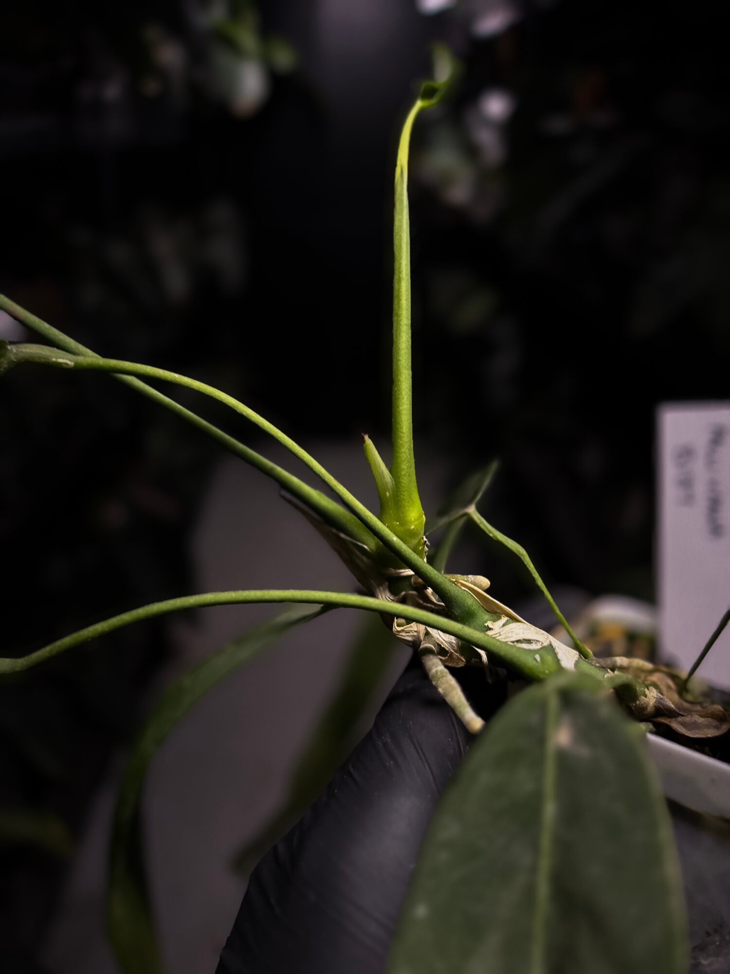 Anthurium pallidiflorum x panamense