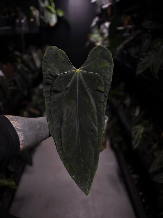 Anthurium #SealofStolas • select holdback
