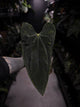 Anthurium #SealofStolas • XXL select holdback