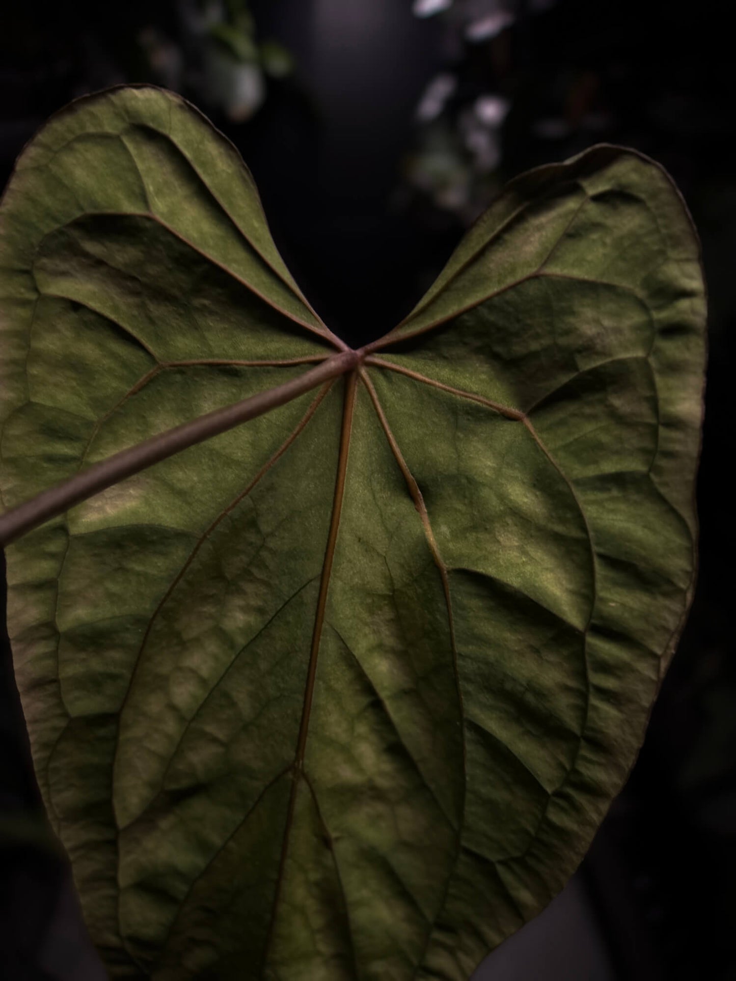 Anthurium #SealofStolas • XXL select holdback