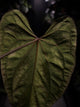 Anthurium #SealofStolas • XXL select holdback