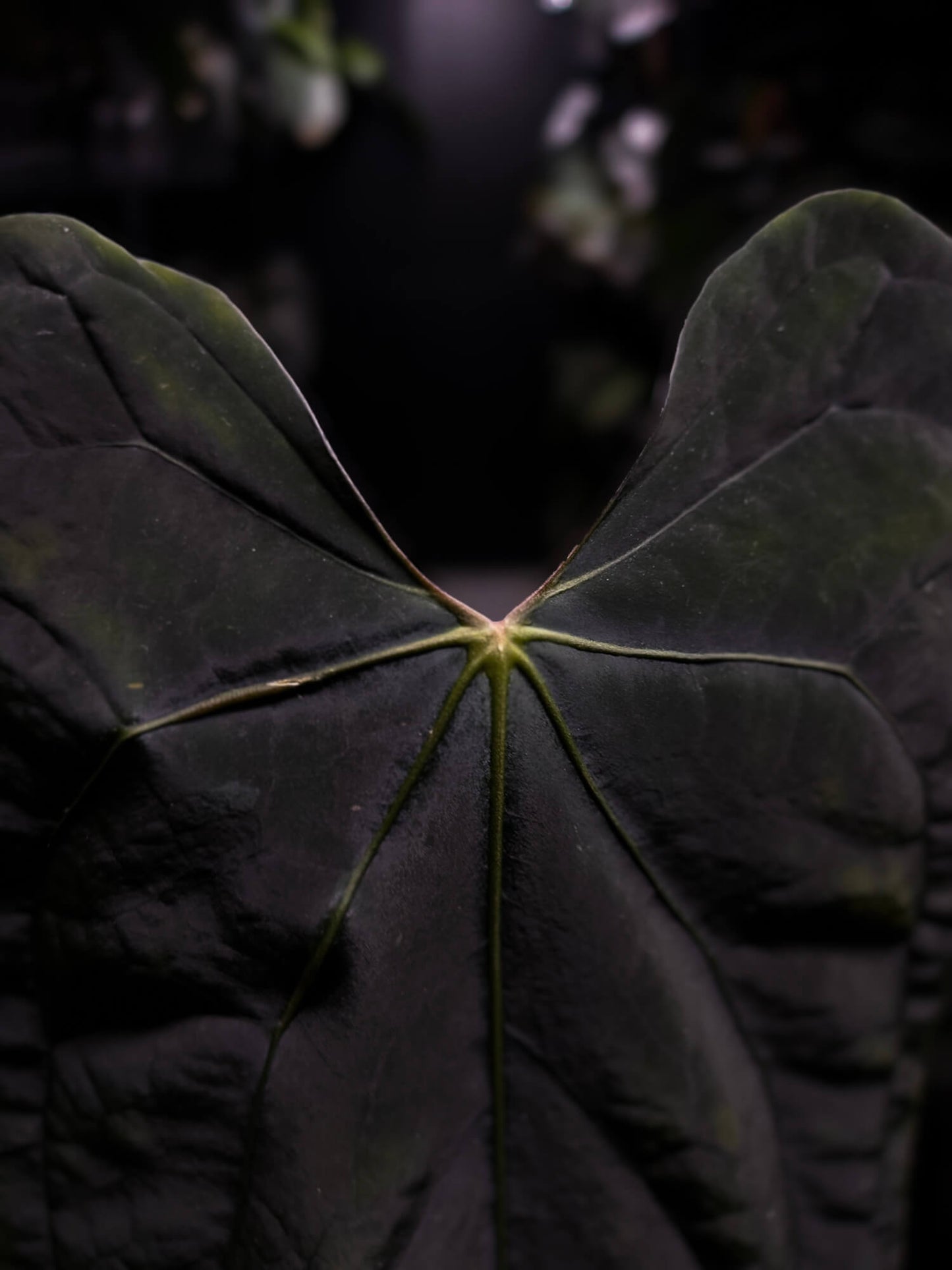 Anthurium #SealofStolas • XXL select holdback
