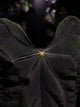 Anthurium #SealofStolas • XXL select holdback