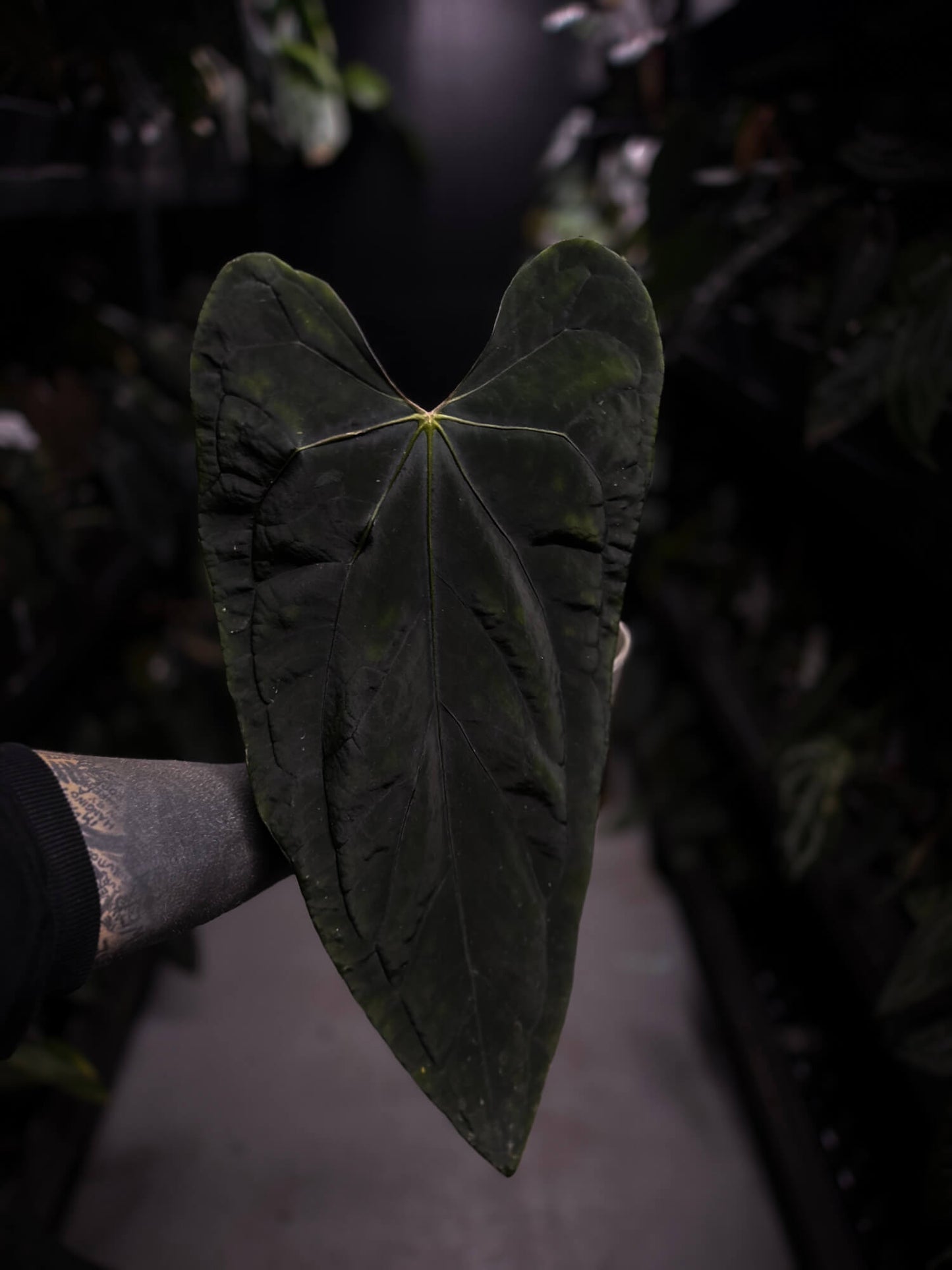 Anthurium #SealofStolas • XXL select holdback