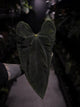 Anthurium #SealofStolas • XXL select holdback