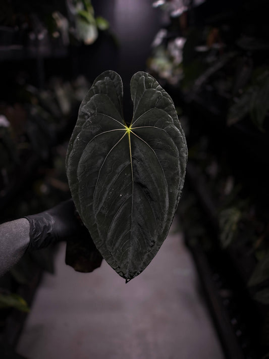Anthurium papillilaminum x dressleri 'JS' • OG Clone