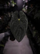 Anthurium papillilaminum x dressleri 'JS' • OG Clone