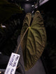 Anthurium papillilaminum x dressleri 'JS' • OG Clone